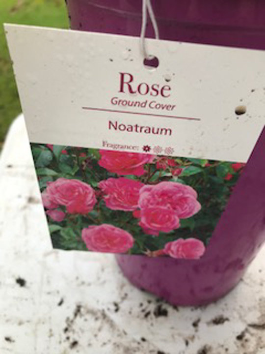 Rose - Noatraum